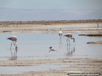 Flamingos in the distance, this photo was taken with a 35x zoom, San Pedro de Atacama. Chile, South America.
