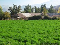 A farmhouse with much greenness around Los Andes north of Santiago. Chile, South America.