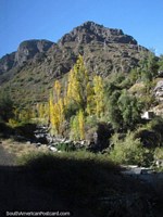 Montanhas atrás de uma árvore amarela e o rio justo antes de Guardia Vieja. Chile, América do Sul.