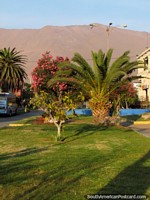 Ã�rvore com flores rosa, uma palmeira e pequeno parque com montanhas atrás em Iquique. Chile, América do Sul.