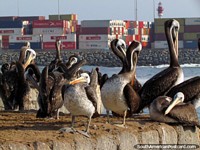 Pelicanos e containeres no porto em Iquique. Chile, América do Sul.
