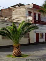 A pineapple shaped palm tree and historical building in Iquique.