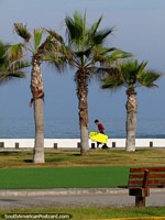 Boy with a boogie board walks past 3 palm trees in front of the beach in Iquique. Chile, South America.