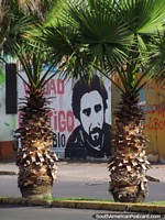 A bearded man wall art, view between 2 palms in Iquique. Chile, South America.