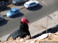 A red-headed vulture has a rest on the hillside high above the road at El Morro de Arica.