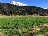 Exuberantes pastos verdes en el campo alrededor del cruce fronterizo de Futaleufú. Chile, Sudamerica.