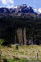 A black horse grazes in pastures beneath snow-capped mountains around Futaleufu. Chile, South America.