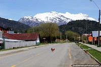 Porque o frango cruzou o caminho? Visitar o seu amigo! Rua em Futaleufu. Chile, América do Sul.