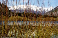 Reeds create a curtain in front of Laguna Espejo (Mirror Lagoon) in Futaleufu. Chile, South America.