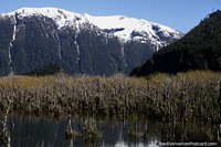 Selva pantanosa con ramas secas y montañas cubiertas de nieve detrás, al noreste de Villa Santa Lucia. Chile, Sudamerica.