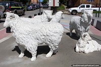 As ovelhas desgarradas estão em todo lugar em Coyhaique, todos em volta das ruas de cidade. Chile, América do Sul.