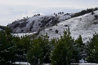 Chile Photo - Pine trees like Christmas trees in the snow heading south out of Coyhaique to Puerto Rio Tranquilo.