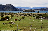 Vacas e ovelhas em terra de cultivo junto do lago entre Coyhaique e Porto Rio Tranquilo. Chile, América do Sul.
