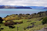 Las verdes orillas de hierba del Lago General Carrera, Puerto Río Tranquilo esta a la vuelta de la esquina. Chile, Sudamerica.