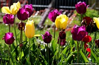 Versão maior do Belas tulipas purpúreas e amarelas que crescem nos jardins de uma casa em Cochrane.