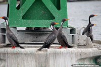 Black and white birds with red and orange beaks on the river in Castro. Chile, South America.