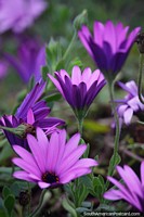 Larger version of Purple daisies blossom in gardens in the cool climate in Castro in late October.