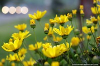 Yellow daisies reach for the sky while 2 cars lights create bokeh in Castro. Chile, South America.