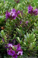 Chile Photo - Purple flower buds in the green gardens around Castro.