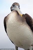 Este pelicano tem uma barriga gorda cheia do peixe mas em todo o caso quer mais, em Castro. Chile, América do Sul.