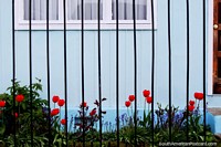 Tulipanes rojos frente a una casa azul al lado de Plaza Lautaro en Punta Arenas. Chile, Sudamerica.