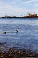 Patos en el agua y el puerto distante en Punta Arenas. Chile, Sudamerica.