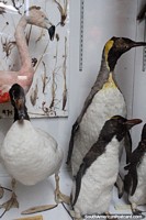 Flamingo, duck and penguins, taxidermy at the Municipal Museum in Porvenir. Chile, South America.