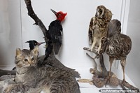 Gran gato, pájaros carpinteros y búho, taxidermia en el Museo Municipal de Porvenir. Chile, Sudamerica.