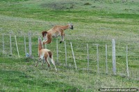 Vicuna jump over the fence beside the coastal road in the Tierra del Fuego. Chile, South America.