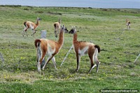 Un grupo de vicuñas en la Tierra del Fuego, verá muchos al lado de la carretera mientras conduce. Chile, Sudamerica.