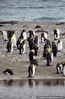 O rei Penguins, todo o dia viajam na Terra do Fogo de Punta Arenas. Chile, América do Sul.