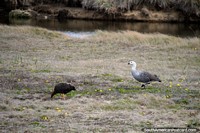 Caiquen, white male (Macho), brown female (Hembra), the male keeps guard while the female forages, Tierra del Fuego.