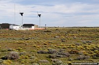 Versión más grande de Un par de molinos de viento y un par de Caiquen (pájaros blancos y marrones), Bahía Azul, Tierra del Fuego.