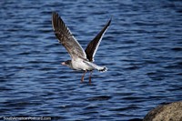 Versão maior do A gaivota vai-se uma rocha na baïa em Porto Natales.