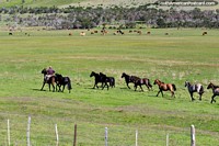 Baqueano entrena a sus caballos en los hermosos pastos verdes alrededor de Villa Cerro Castillo. Chile, Sudamerica.