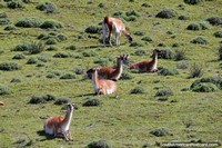 5 Guanacos on a green hillside in Torres del Paine National Park. Chile, South America.