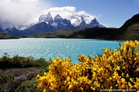Bright yellow flowers and a great view of the lake on the hill at the back of Hosteria Pehoe, Torres del Paine. Chile, South America.