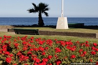 Jardins de flores vermelhos em um parque verde bonito junto do mar em Viña del Mar. Chile, América do Sul.