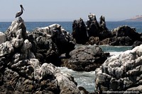 Pelican perched on jagged rocks on the coast in Vina del Mar. Chile, South America.