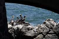 Pelicans wait for fish to come near the rocks at days end in Vina del Mar. Chile, South America.