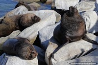 Sea lions on the rocks enjoy the sunshine in Coquimbo. Chile, South America.