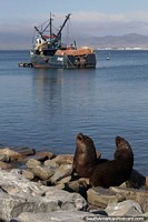 Chile Photo - A fishing port like Coquimbo is a great place for sea lions to be.