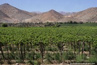 Lush green vineyard in the Elqui Valley around Vicuna.