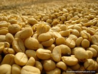 Los granos de café secados y clasificados se cierran, Salento. Colombia, Sudamerica.