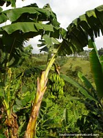 Coffee plants need banana trees to provide shade, Salento. Colombia, South America.
