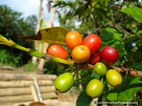 Granos de café maduros y que maduran y crecen por una granja de café de Salento. Colombia, Sudamerica.