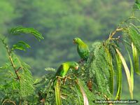 2 periquitos verdes em uma árvore em Taganga. Colômbia, América do Sul.