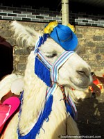 Larger version of Llama in Ipiales wears a blue hat.