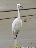 A white sea stalk with yellow feet and face in Taganga. Colombia, South America.