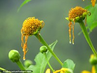Drops of water on yellow flower buds, Minca. Colombia, South America.